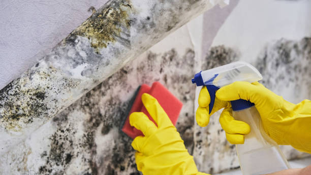 Why You Should Choose Our Mold Remediation Services in Rosharon, TX